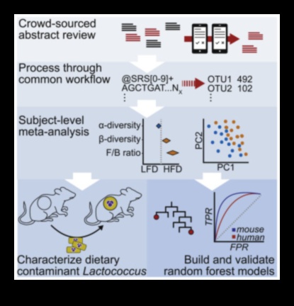 Diētas ar zemu tauku saturu un zarnu mikrobioms: simbiotiskas attiecības