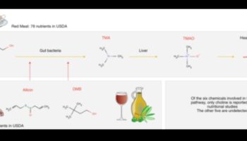 Bioķīmiskā palete: Veselības spektrs uztura zinātnē